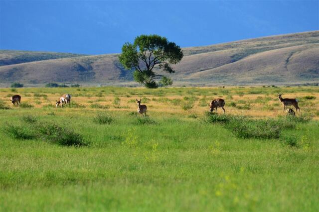 Deer in National Elk Preserve (1)