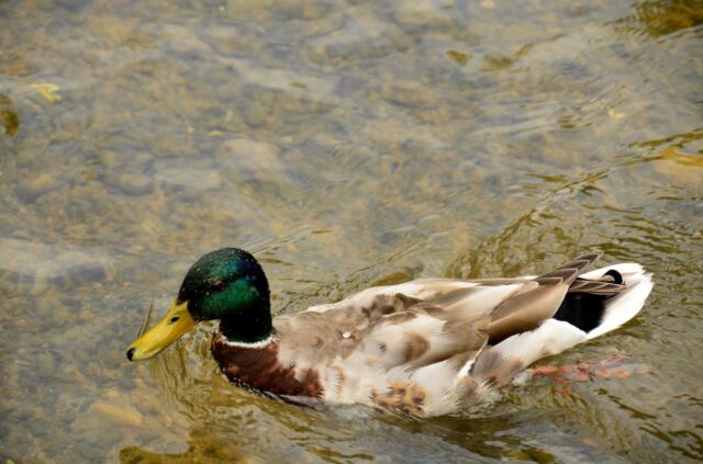 Bourton-Mallard-on-the-Water