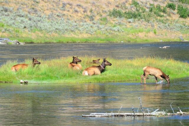 Elk in the stream (2)