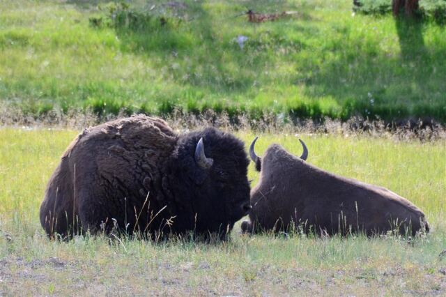 Yellowstone bison in a roadside rest stop (2)