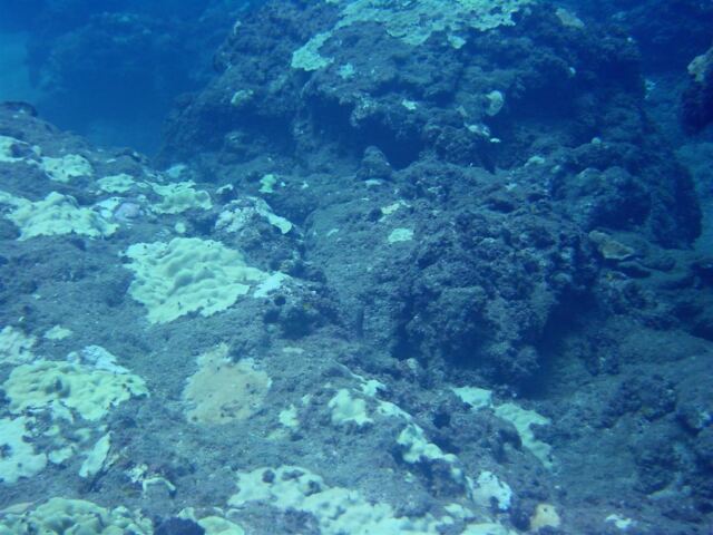 More rocks and coral (3)