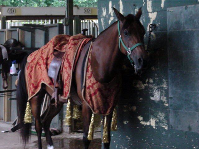 Arabian Nights - star horse