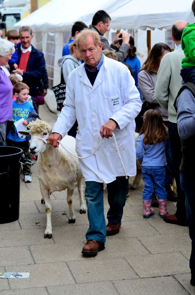 Just walkin' my sheep down the street (2)
