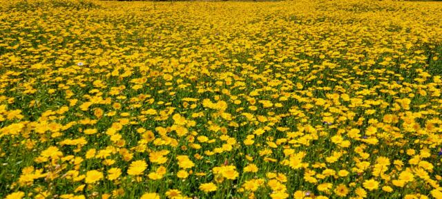 Cotswold Lavender - yellow flowers (5)