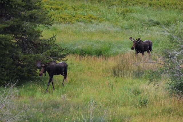 Moose (23)