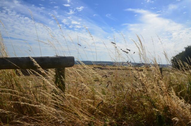 Field's edge (2)