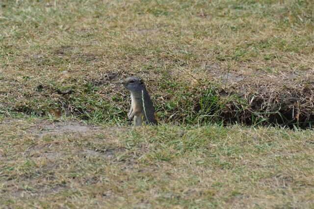 Ground squirrel (4)
