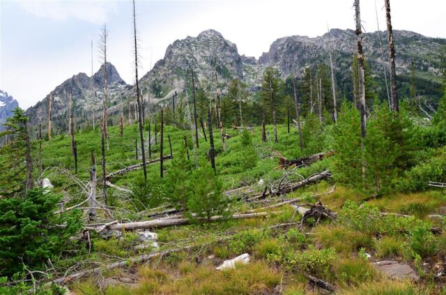 String Lake fire damage (3)