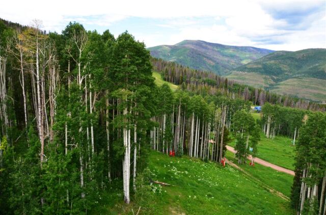 Aspen trees again!
