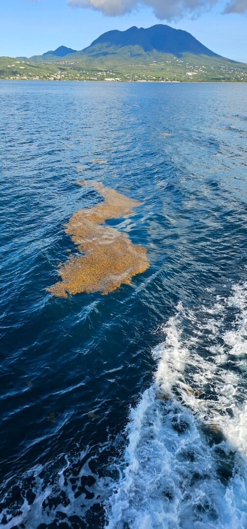 Floating sargassum (02)