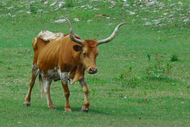 longhorns-in-the-cove-5-