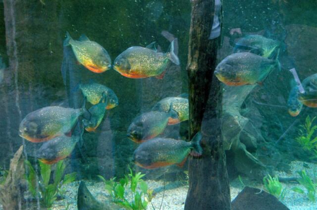 School of piranha