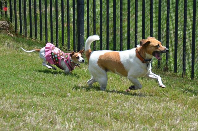 pippa-runs-kate-chases-1-