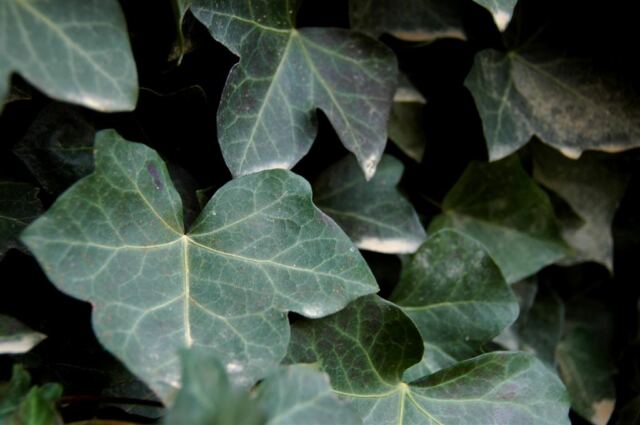 English vine details