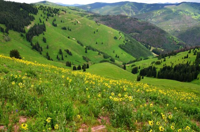 Wildflowers on the backside of Vail Mountain
