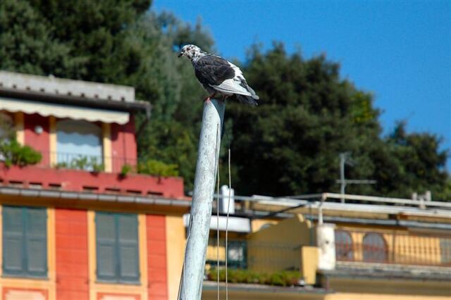 Portofino pigeon