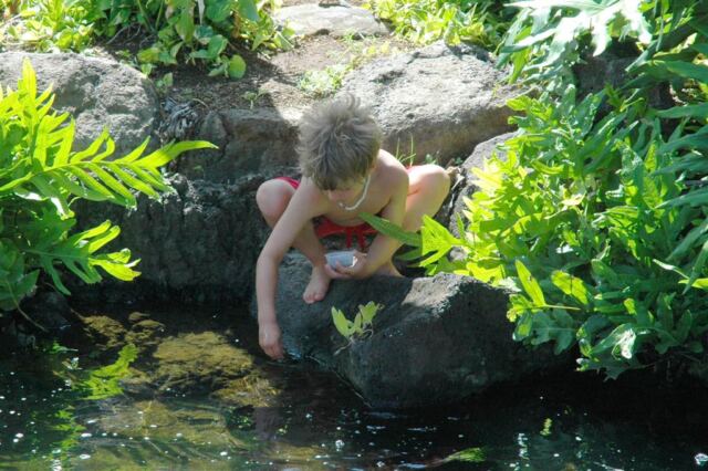 Koi feeding (4)
