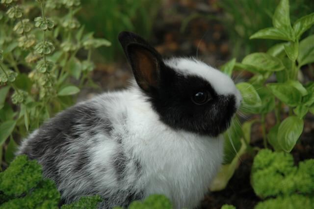 oreo-in-the-garden-5-