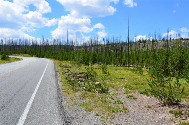 More 1988 wildfire damage and regrowth