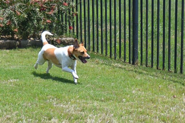 pippa-running-1-