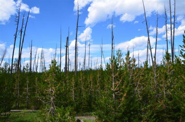 New pines grow from the old fire damage