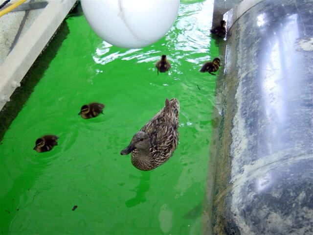 mama-and-baby-ducks