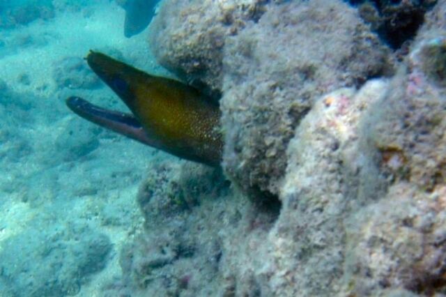 Snorkeling - eel
