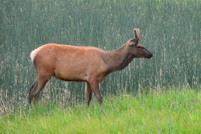 Elk Meadow - on the way to West Yellowstone (4)