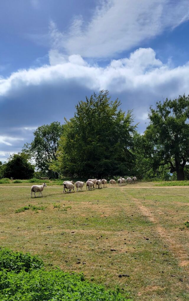 Dover's Hill sheep buddies (07)