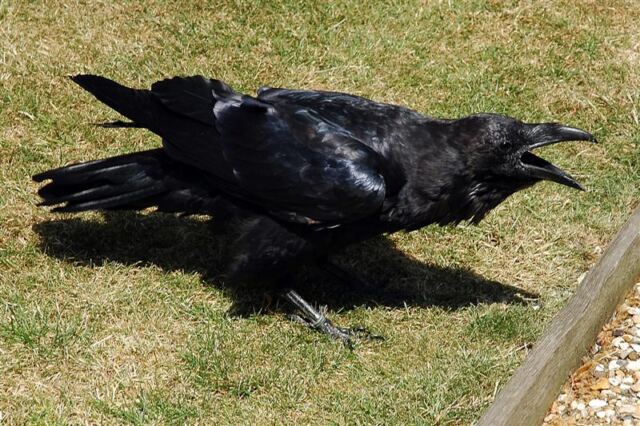 Tower of London - caw!