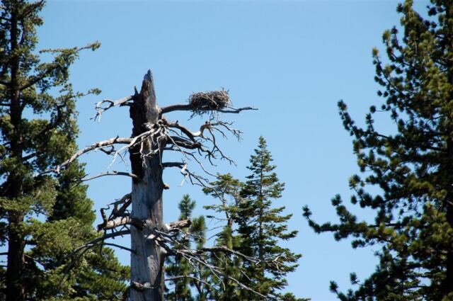 Eagle's nest