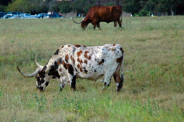 longhorns