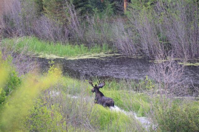 Moose (31)