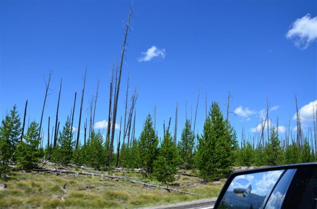 First views of damage from 1988 fires (2)