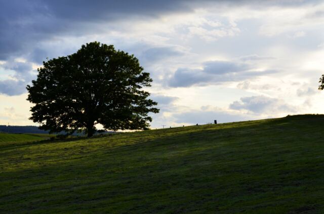 Charingworth oak sunset 2
