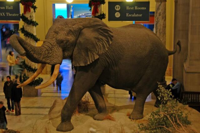 African elephant