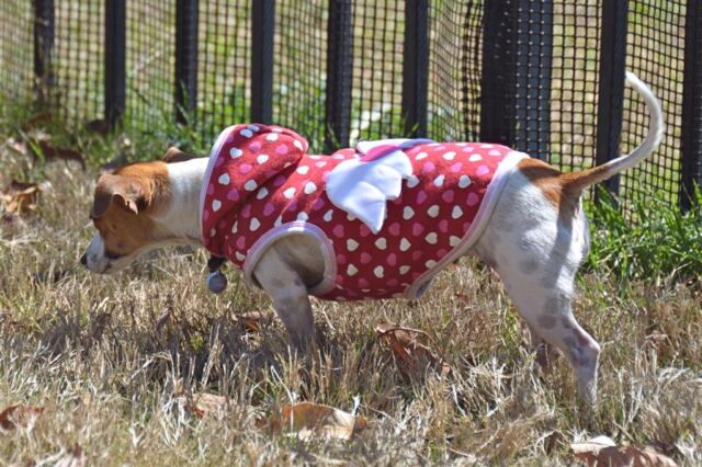 katy-bug-on-the-prowl