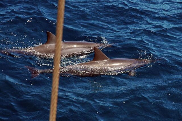 Dolphins (8)