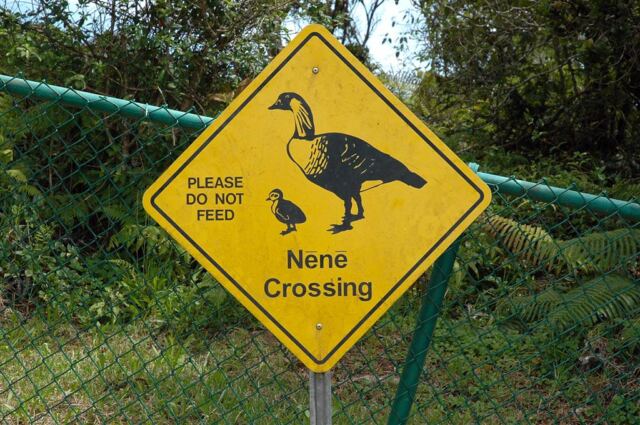 Nene crossing