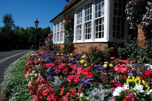 Stratford flowers (3)