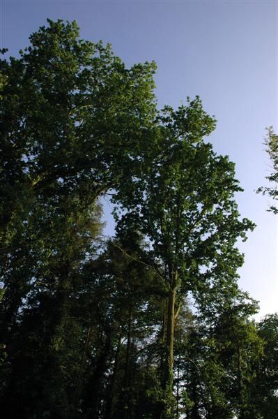 Trees