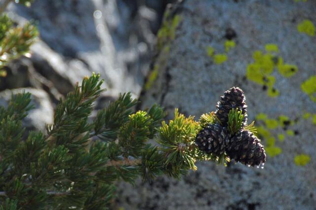 Pine cone with morning dew (1)