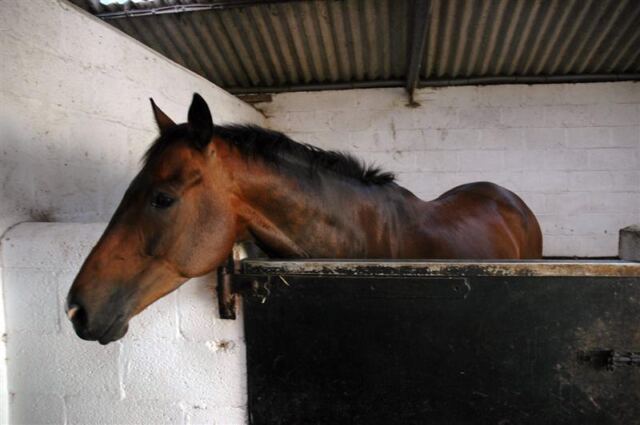 Melanie inside Little Charingworth Stud stables (5)