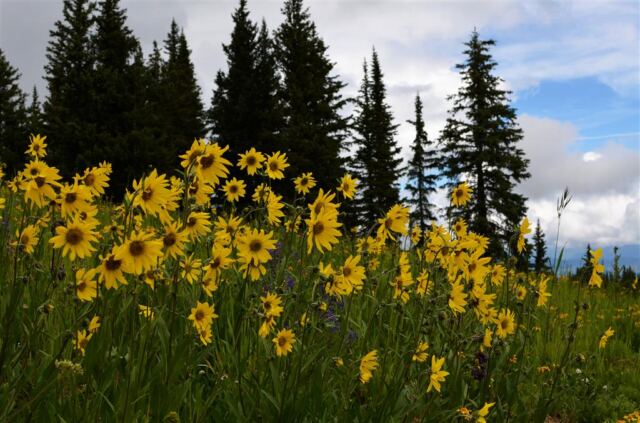 Cluster of wildflowers