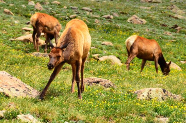 Elk cows (1)