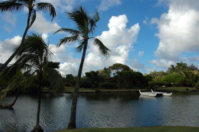 Lagoon palms