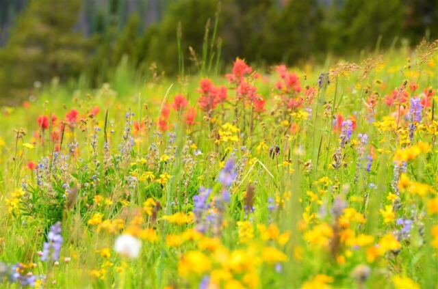 Ridge Route wildflowers (7)