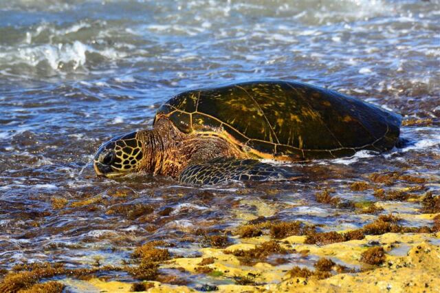 sea-turtles-on-oahu-s-north-shore-2-
