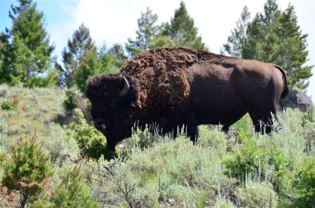 Lamar Valley bison (3)