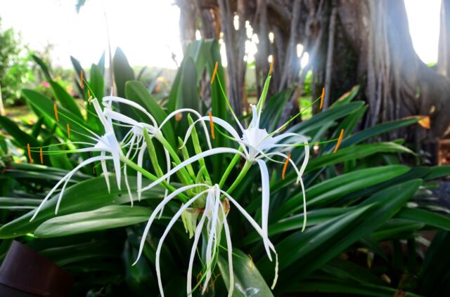Exotic villa flowers